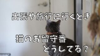 猫　お留守番